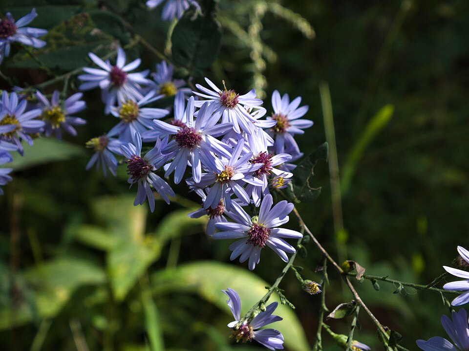 Heart-leaved Aster (Aster cordifolius) - PlantNative.org Heart-leaved Aster (Symphyotrichum cordifolium) flower detail showing pale blue ray petals and golden disc