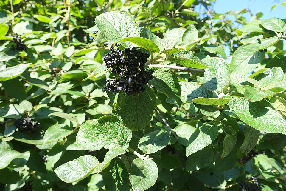 Hobblebush (Viburnum alnifolium) showing the distinctive large, heart-shaped leaves and open branching structure