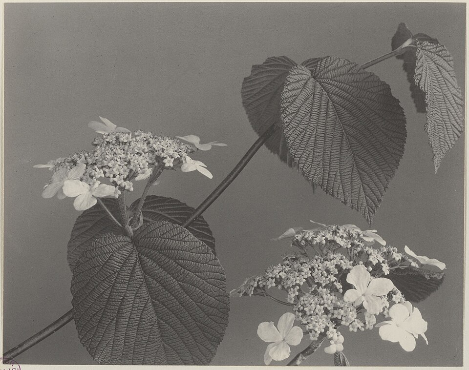 Hobblebush (Viburnum alnifolium) botanical illustration showing the large heart-shaped leaves and flat-topped flower clusters