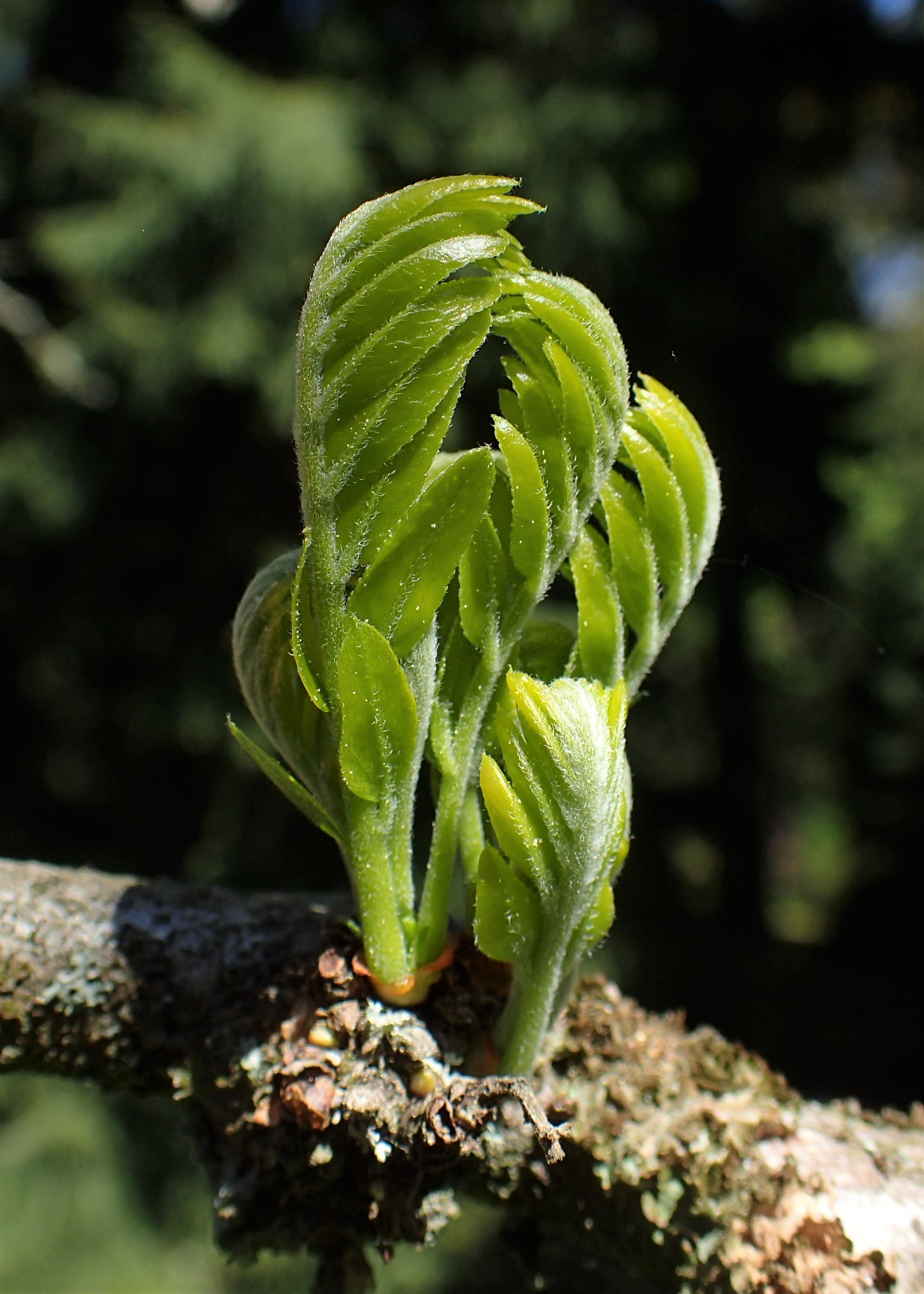 Honeylocust (Gleditsia triacanthos) bipinnate compound leaves showing fine texture