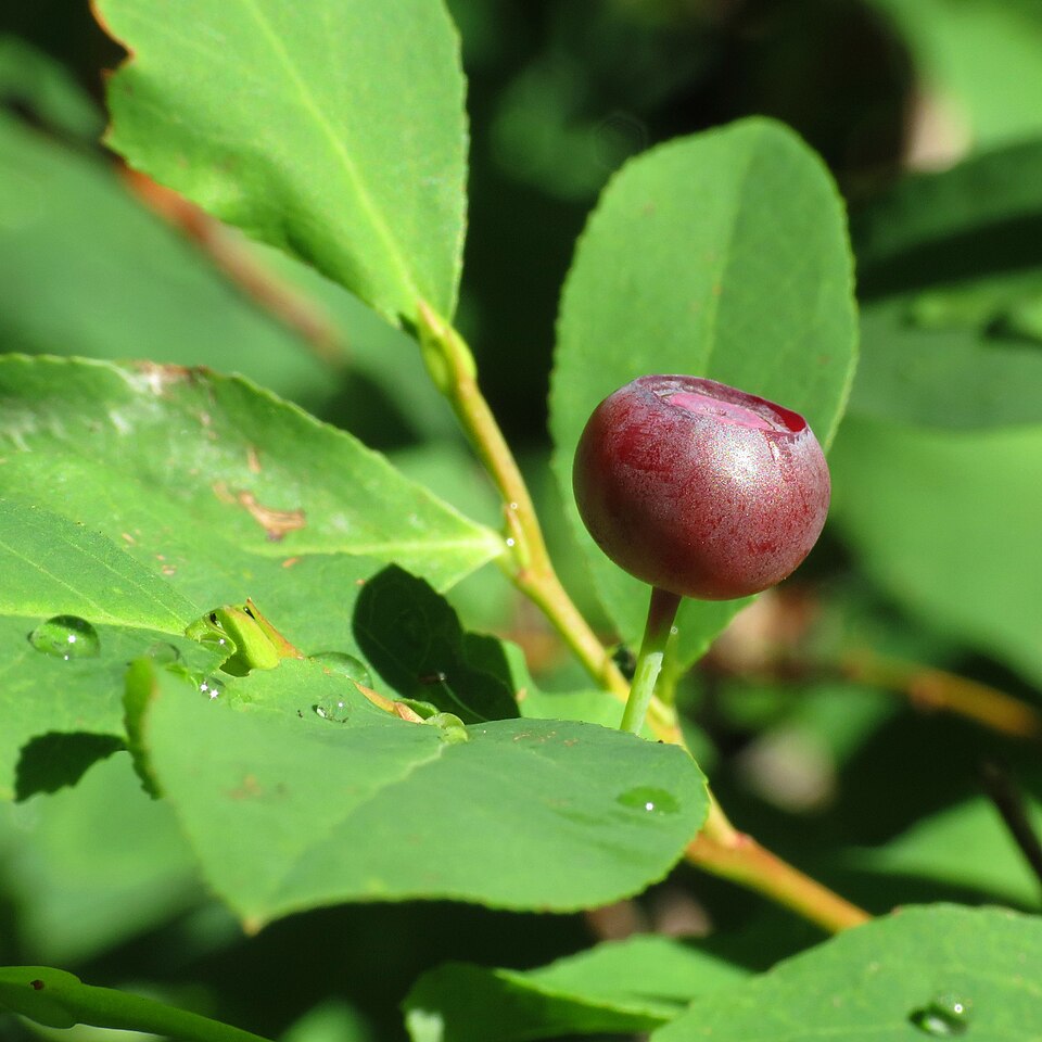 Thinleaf Huckleberry (Vaccinium membranaceum) - PlantNative.org Thinleaf Huckleberry shrub with thin, serrated leaves in its natural mountain habitat