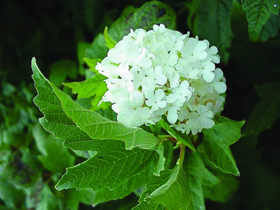 Wild Hydrangea (Hydrangea arborescens) shrub with large white flower clusters