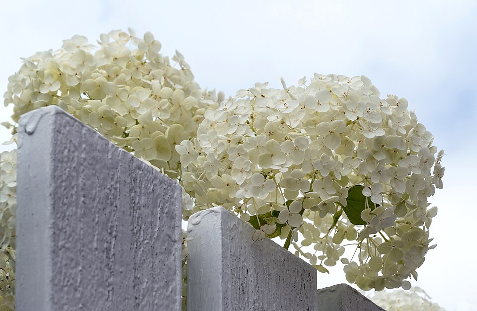 Wild Hydrangea (Hydrangea arborescens) shrub in landscape setting