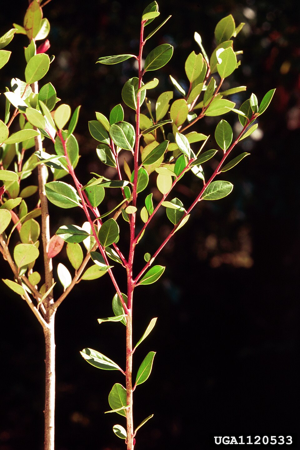 Bigleaf Gallberry Holly (Ilex coriacea) glossy evergreen foliage with prickly leaf margins