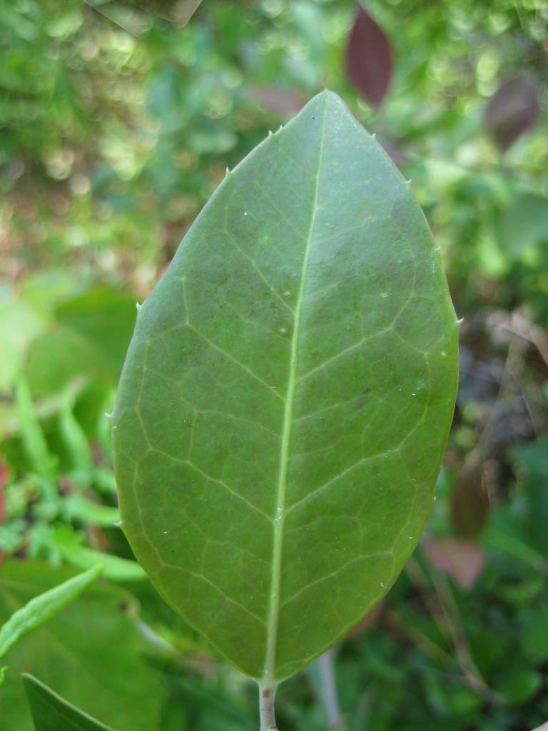 Bigleaf Gallberry Holly (Ilex coriacea) leaf detail showing outwardly-pointing prickly teeth