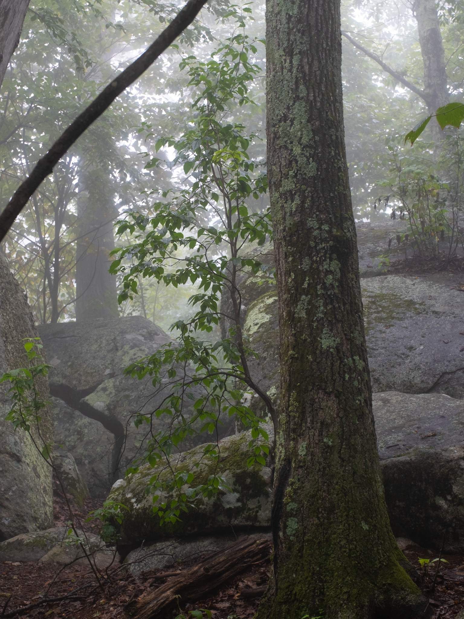 Mountain Winterberry (Ilex montana) showing clusters of bright red berries on bare winter branches