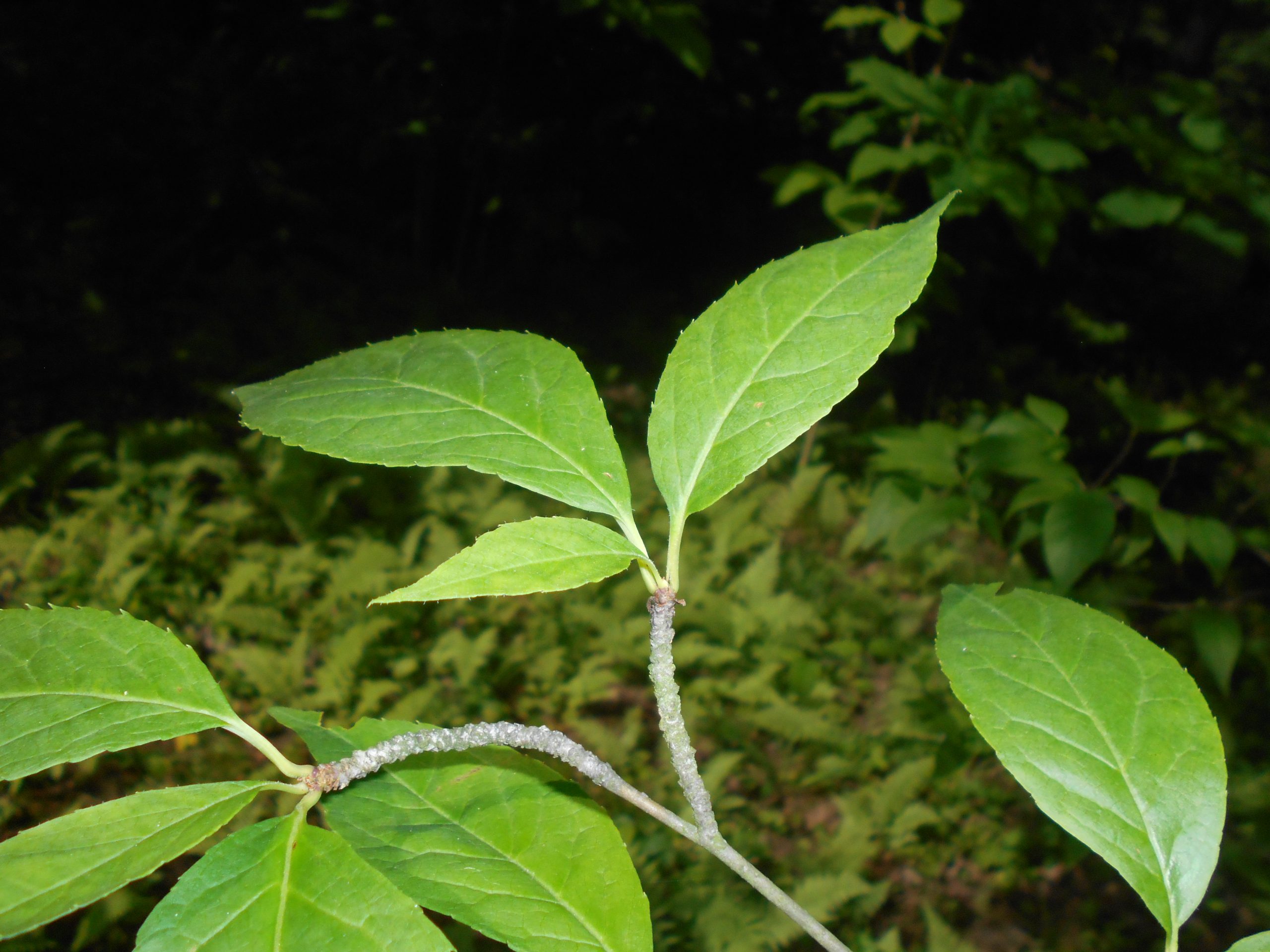 Mountain Winterberry (Ilex montana)