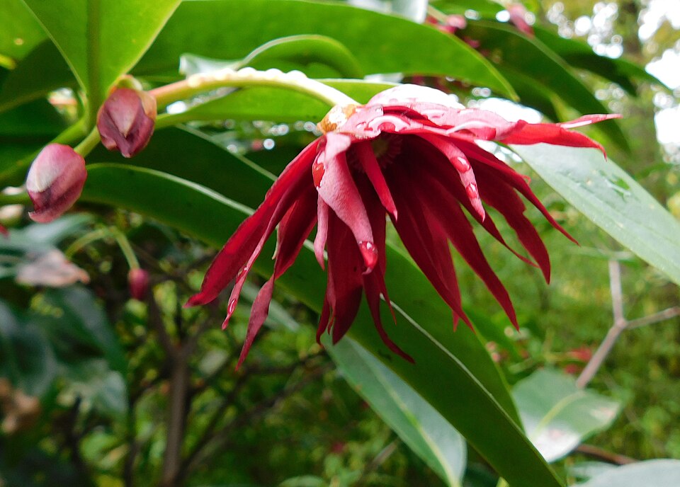 Star Anise (Illicium floridanum) - PlantNative.org Florida Anise (Illicium floridanum) showing distinctive maroon star-shaped flowers and glossy evergreen leaves