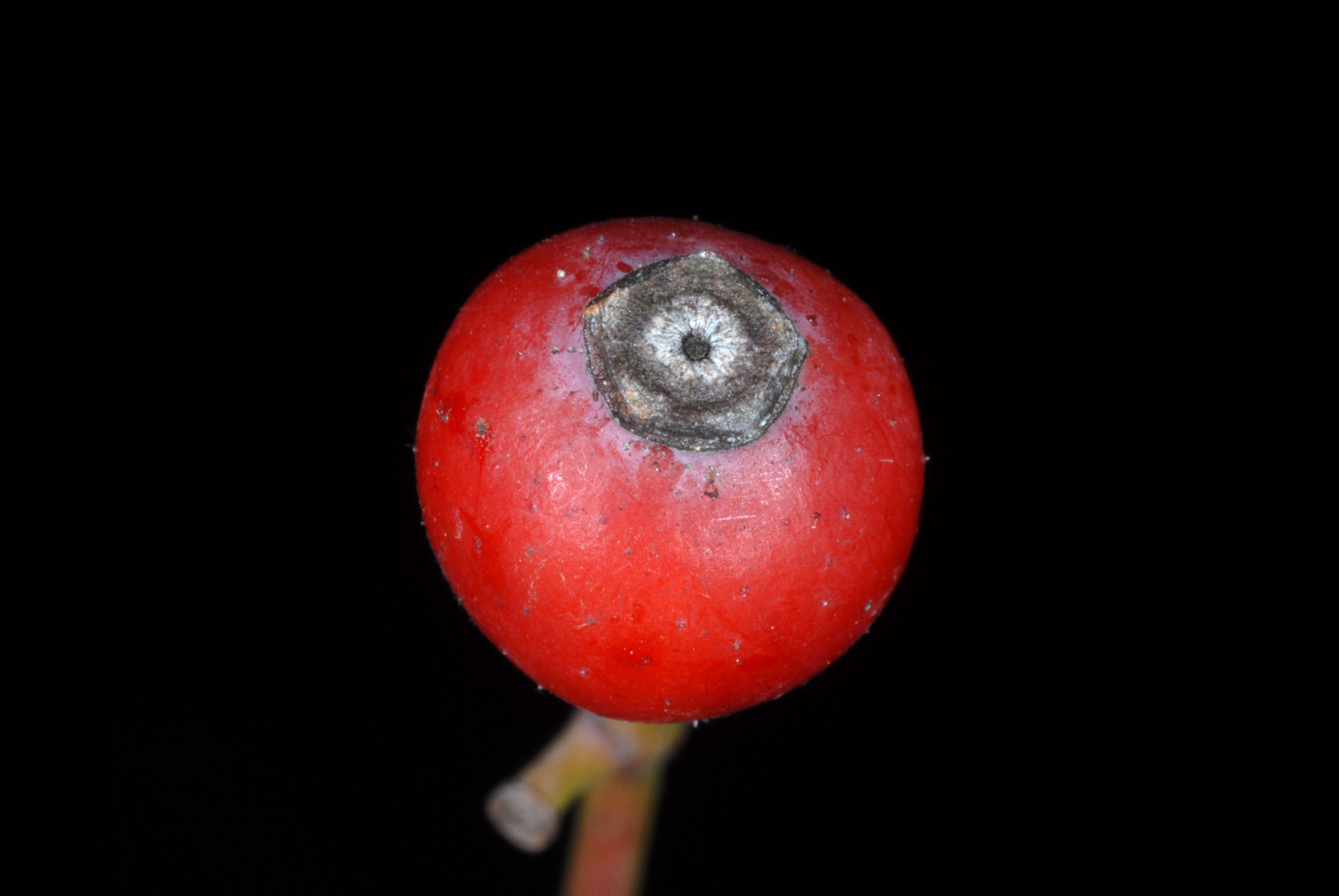 Illinois Rose (Rosa setigera)