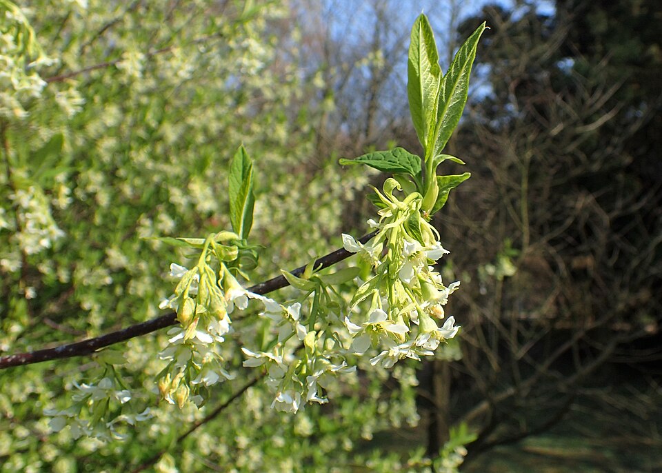 Indian Plum (Oemleria cerasiformis) - PlantNative.org Indian Plum (Oemleria cerasiformis) flowering branches