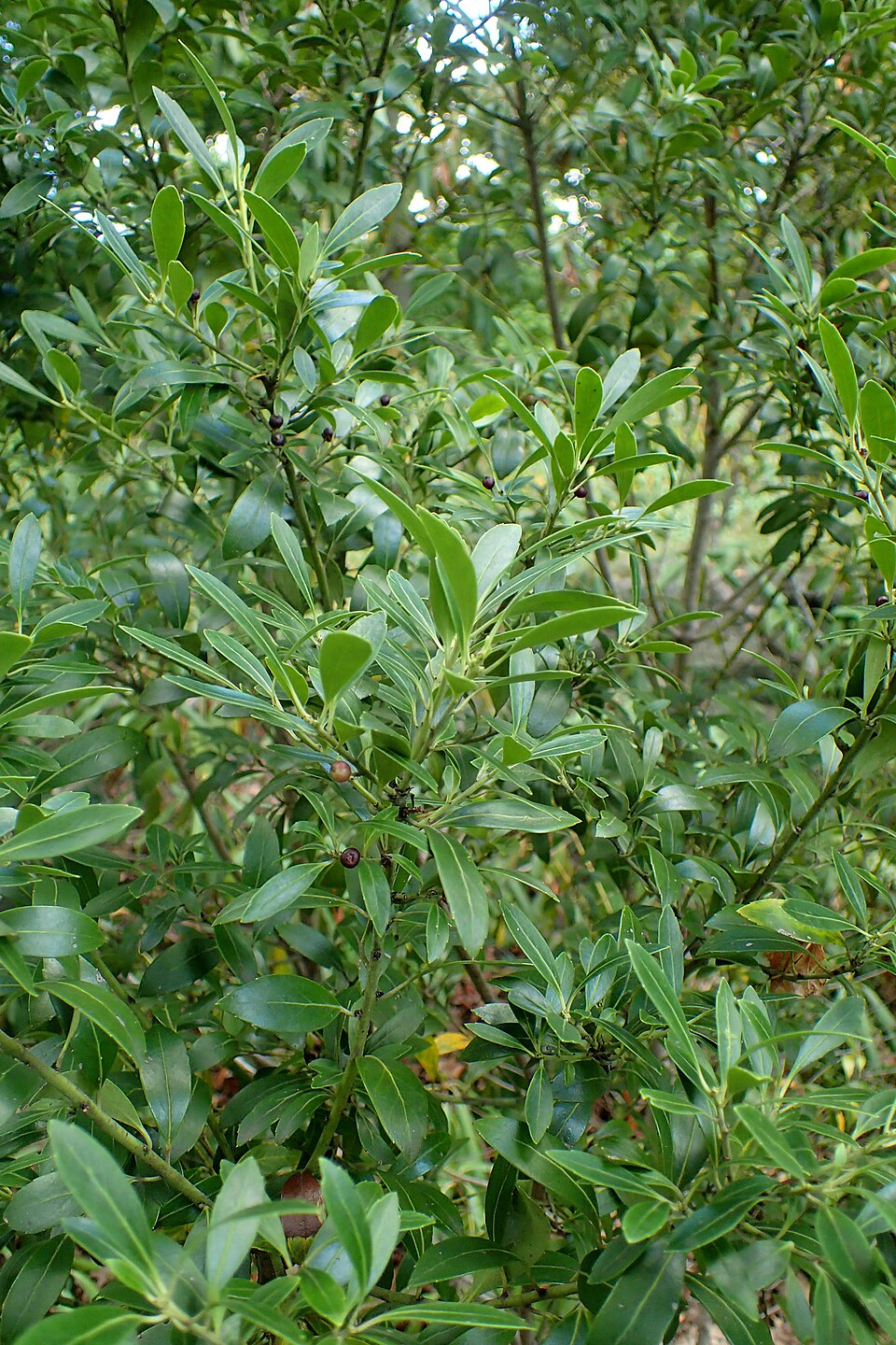 Inkberry (Ilex glabra) branch showing dark black berries clustered among glossy evergreen leaves