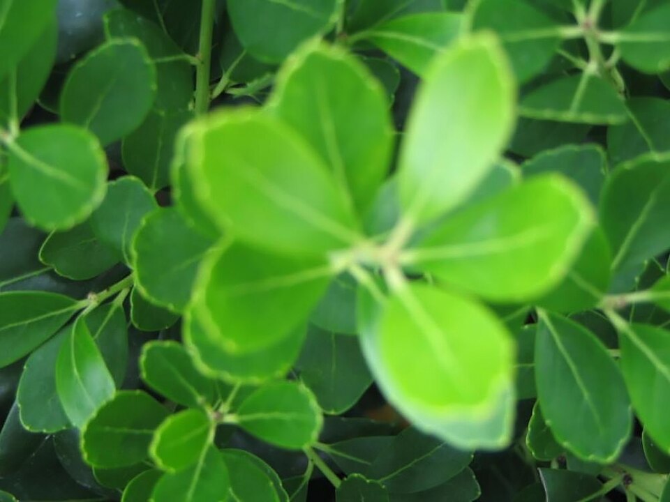 Inkberry (Ilex glabra) showing dense evergreen shrub with glossy dark green leaves and upright form