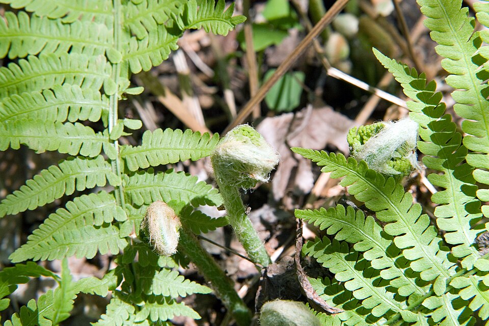 Interrupted Fern (Osmunda claytonia) showing its distinctive fronds with fertile pinnae interrupting the middle of the blade