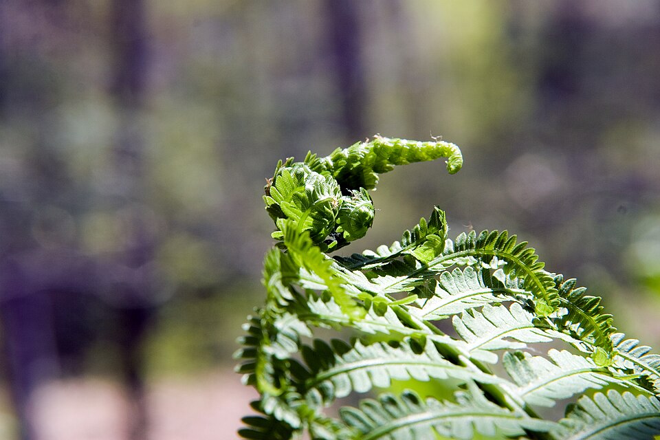 Interrupted Fern (Osmunda claytonia) fertile frond showing the distinctive interrupted pattern of dark spore-bearing pinnae in the middle