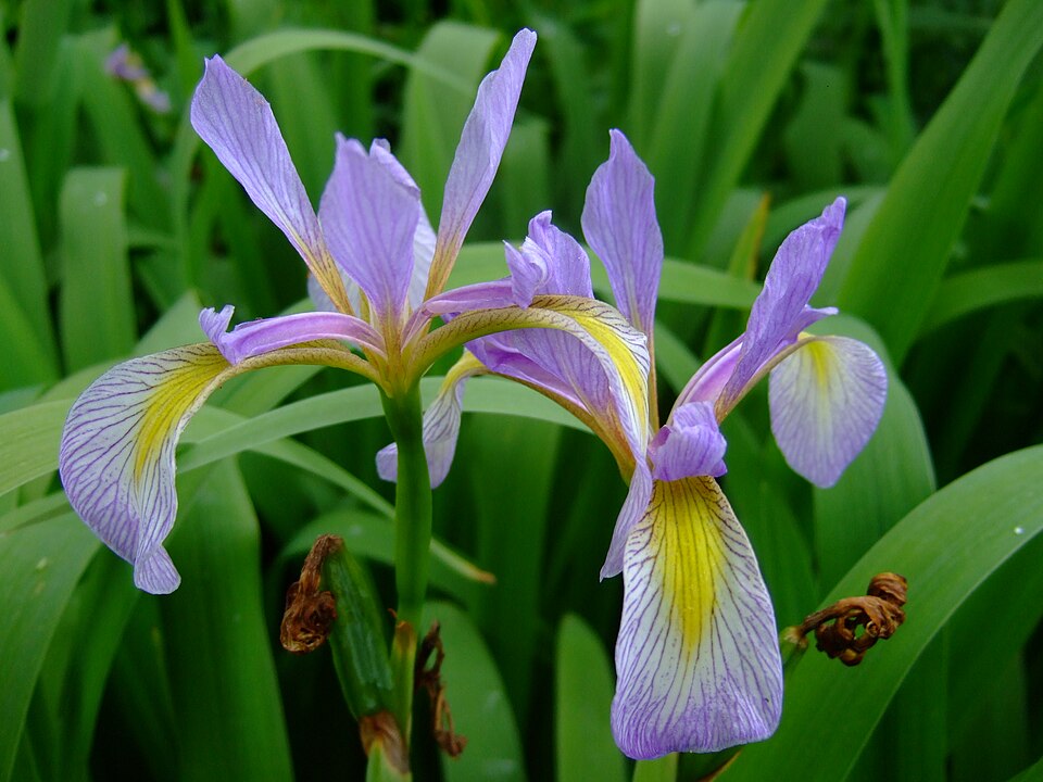 Blue Flag Iris (Iris shrevei) showing deep blue-violet flowers with yellow markings