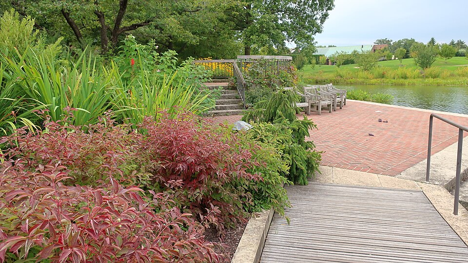 Blue Flag Iris (Iris shrevei) foliage in native shoreline garden