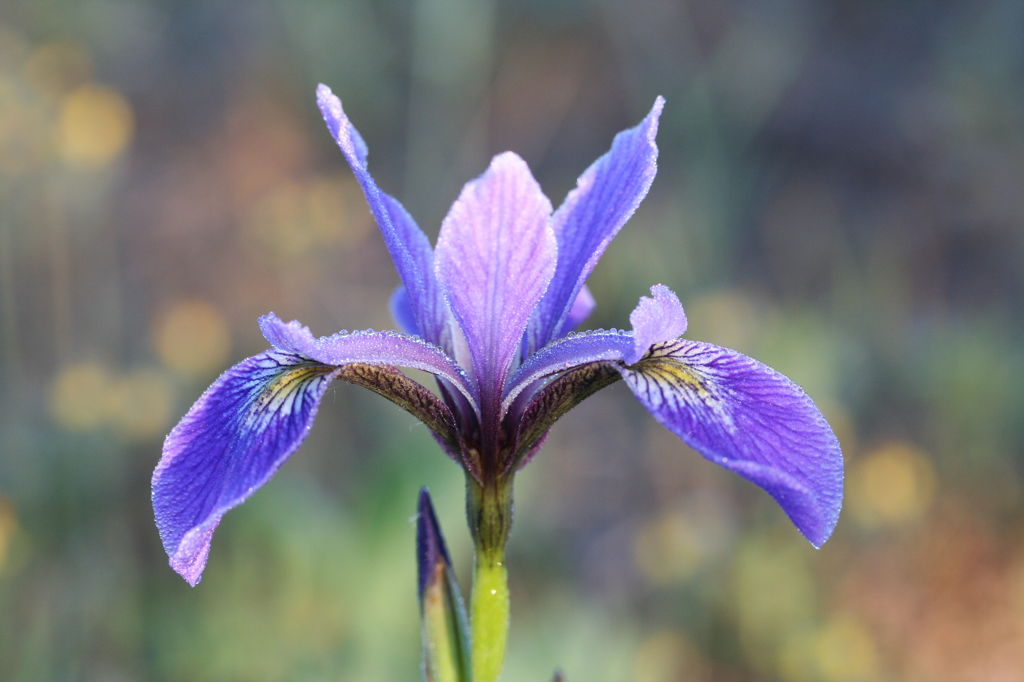 Larger Blue Flag Iris (Iris versicolor) - PlantNative.org Larger Blue Flag Iris (Iris versicolor) with stunning violet-blue flowers at a wetland margin