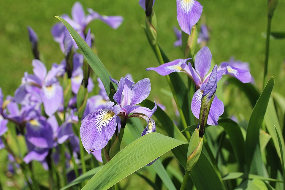 Larger Blue Flag Iris (Iris versicolor) - PlantNative.org Plant photo
