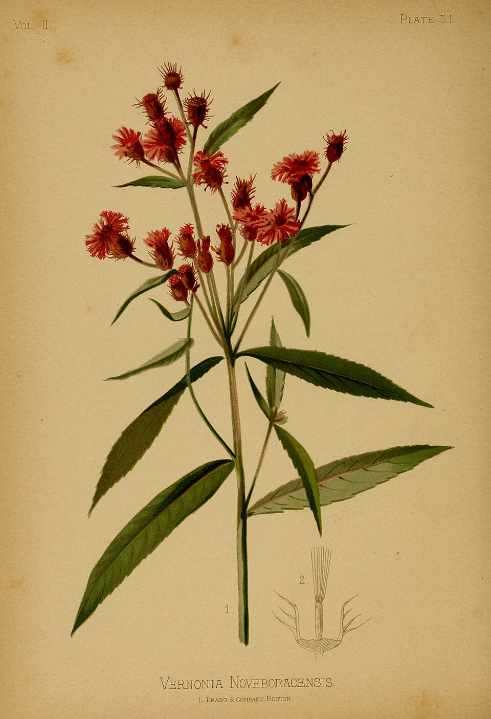 New York Ironweed (Vernonia noveboracensis) showing characteristic intense reddish-purple thistle-like flower heads