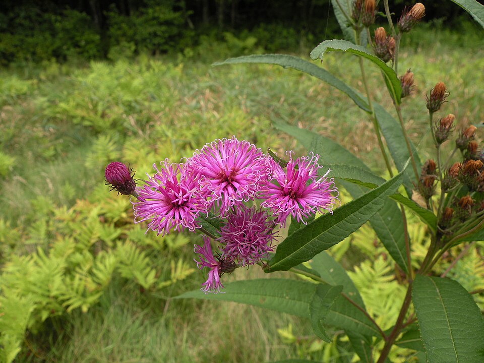 New York Ironweed (Vernonia noveboracensis) showing tall growth habit with multiple flower clusters