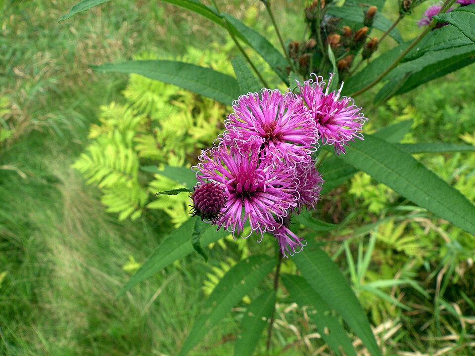 New York Ironweed (Vernonia noveboracensis) flowers showing detailed view of individual flower heads and visiting pollinators