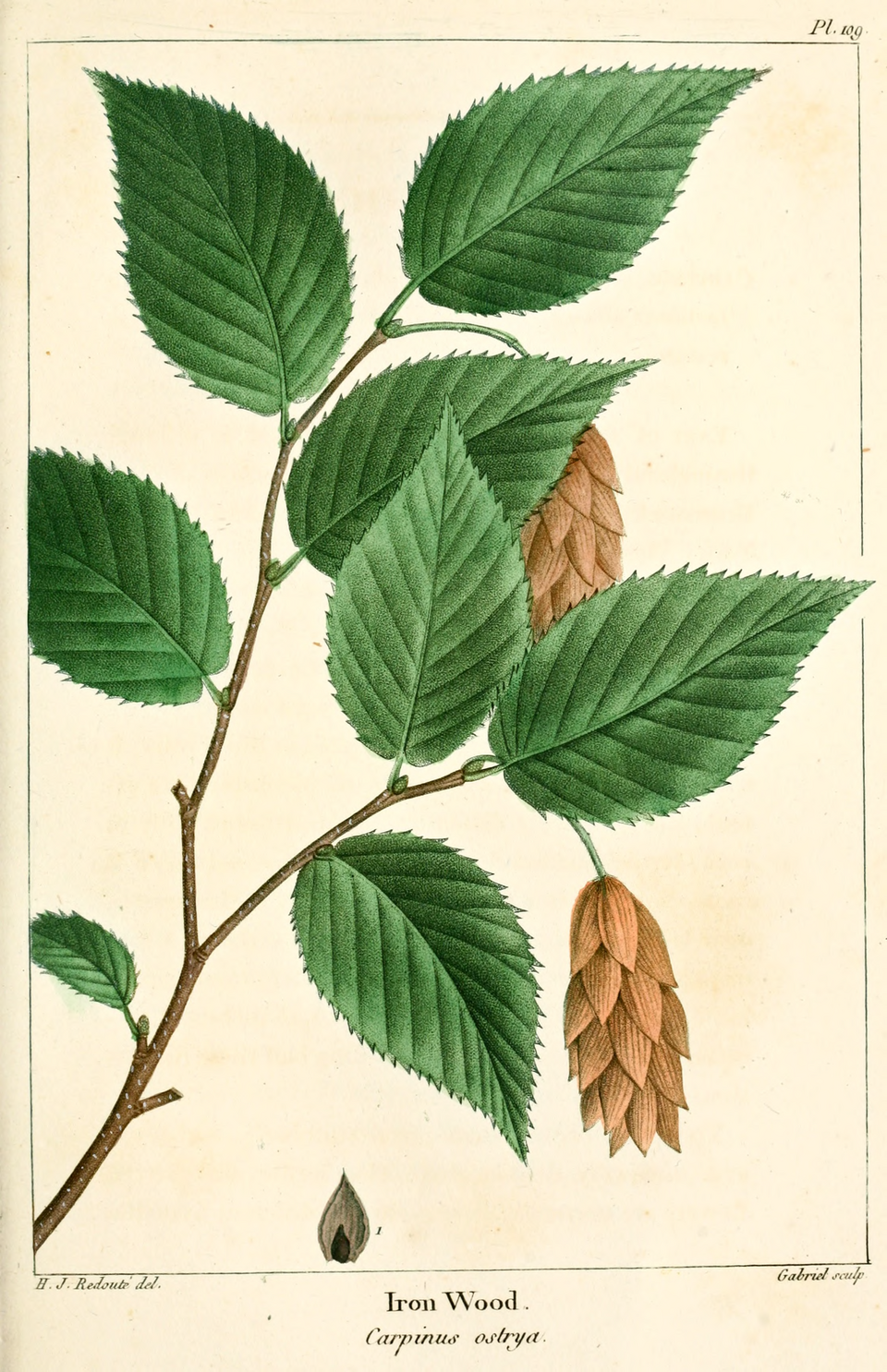 Ironwood (Ostrya virginiana) showing distinctive shreddy bark and hop-like fruiting clusters