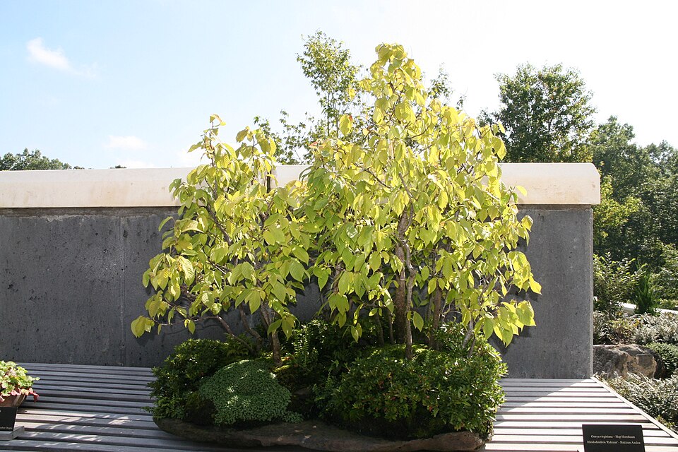 Ironwood (Ostrya virginiana) showing characteristic hop-like fruiting clusters in late summer
