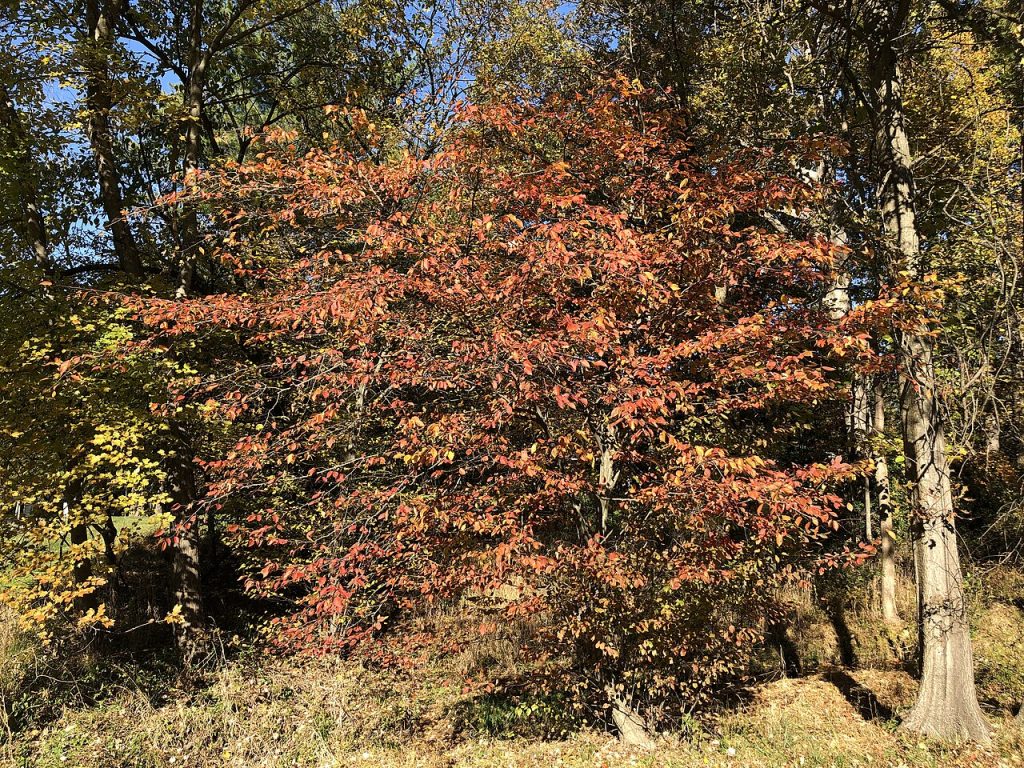 Ironwood (Carpinus caroliniana) - PlantNative.org American hornbeam (Carpinus caroliniana) with orange autumn foliage in Virginia