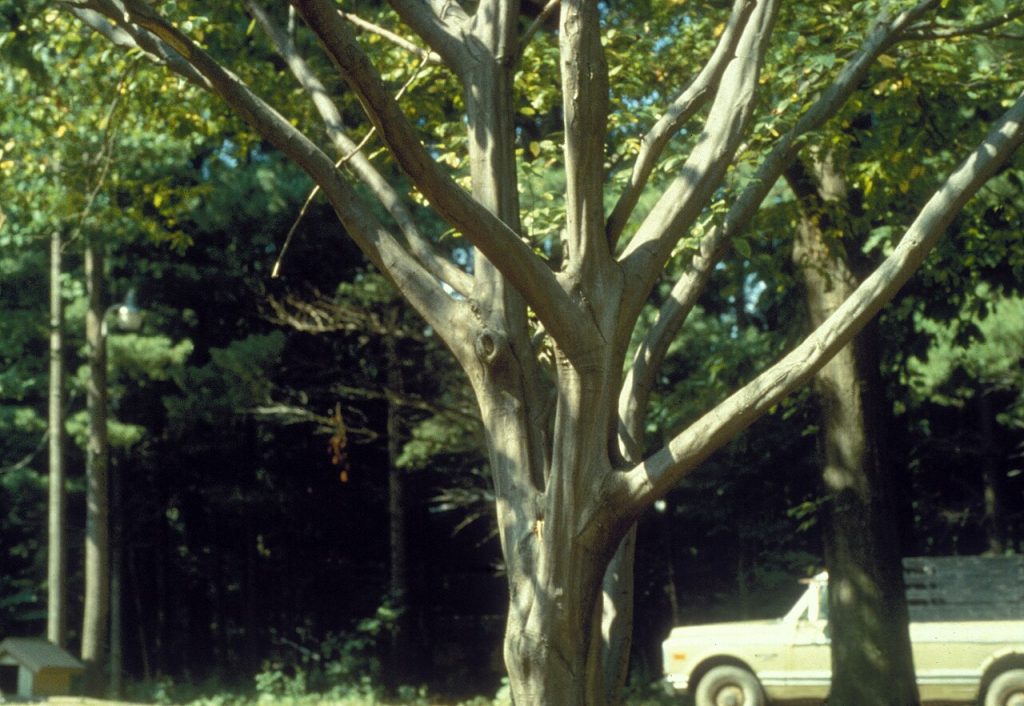 Ironwood (Carpinus caroliniana) - PlantNative.org Smooth, fluted trunk and branches of American hornbeam (Carpinus caroliniana)