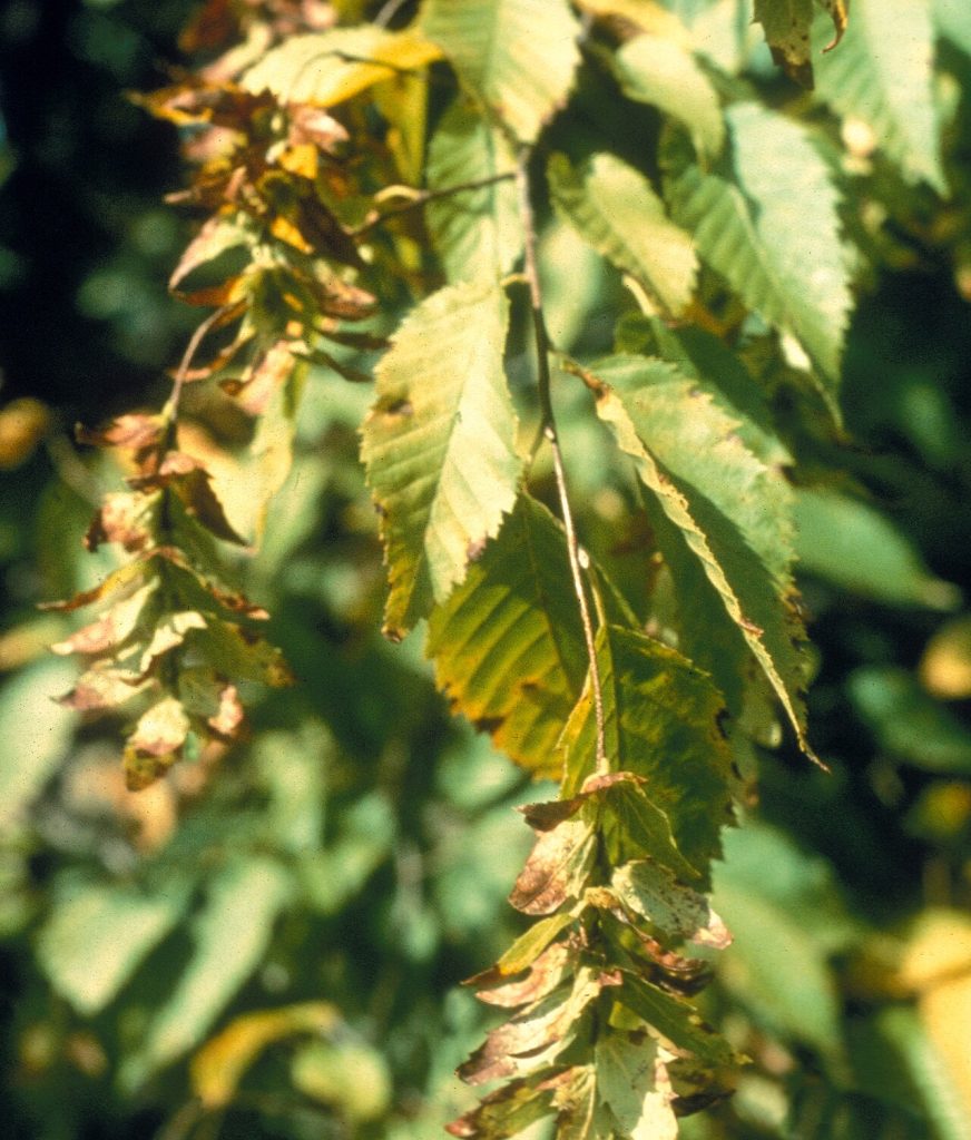 Ironwood (Carpinus caroliniana) - PlantNative.org Hanging fruit clusters and leaves of American hornbeam (Carpinus caroliniana)