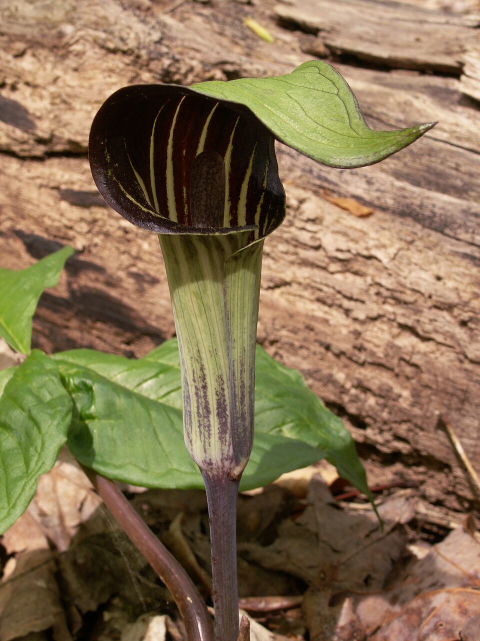 Jack-in-the-Pulpit (Arisaema triphyllum)