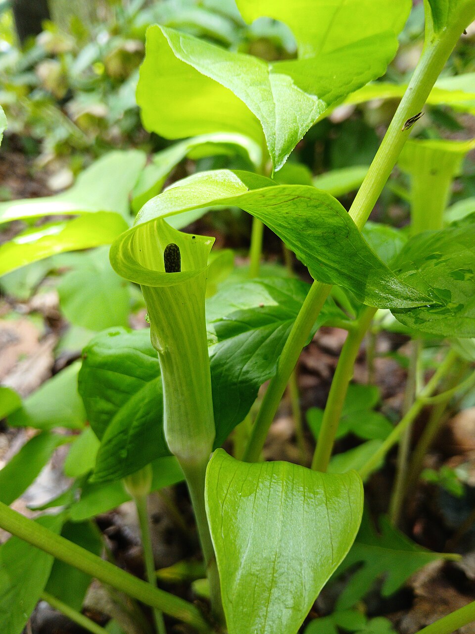 Jack-in-the-Pulpit (Arisaema triphyllum) - PlantNative.org Jack-in-the-Pulpit (Arisaema triphyllum) detail