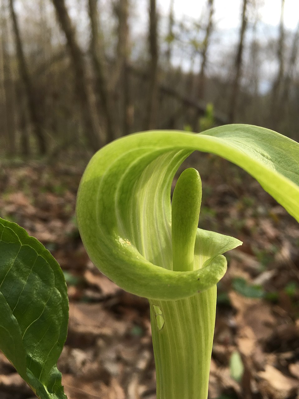 Jack-in-the-Pulpit (Arisaema triphyllum) in landscape