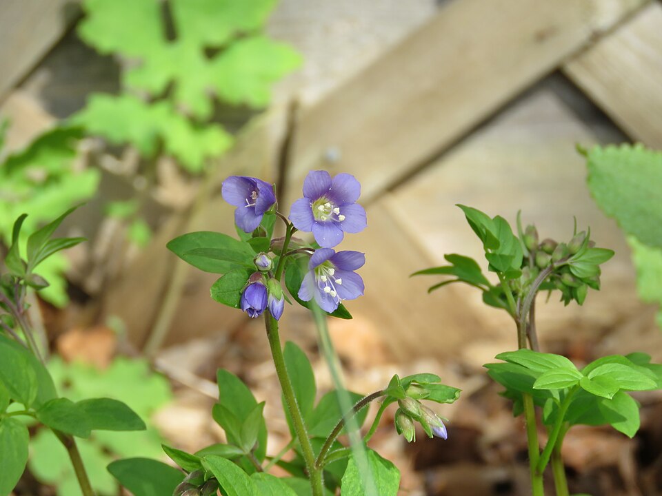 Jacob's Ladder (Polemonium reptans) pinnate ladder-like foliage and flower stems