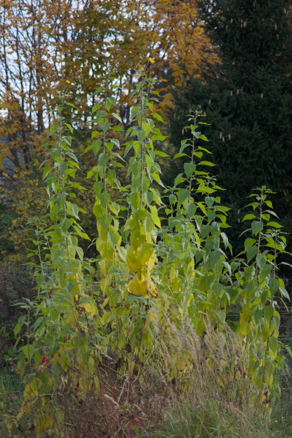 Jerusalem Artichoke (Helianthus tuberosus) tall plant with bright yellow sunflower-like blooms in autumn