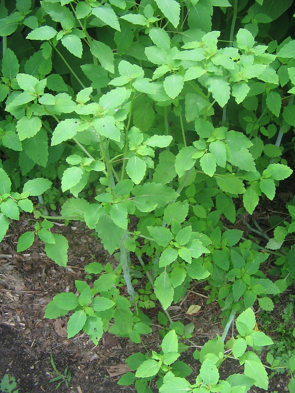 Jewelweed (Impatiens capensis) showing distinctive orange spotted trumpet-shaped flowers