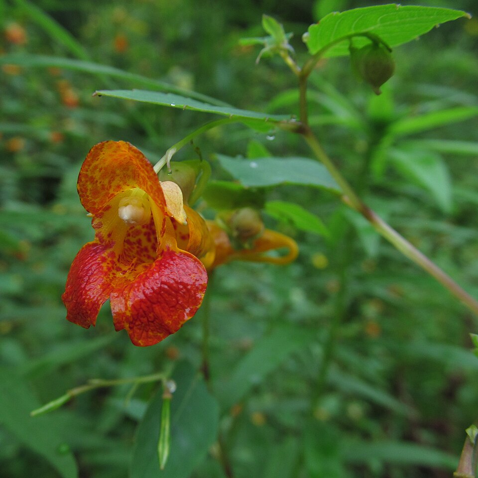 Jewelweed (Impatiens capensis) growing in its natural woodland habitat
