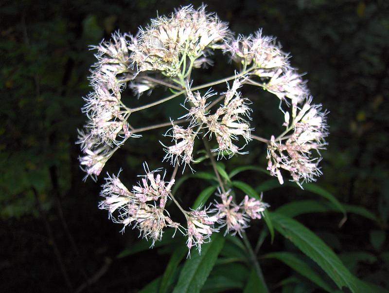 Joe-Pye Weed (Eupatorium fistulosum) showing full plant growth habit with multiple flowering stems