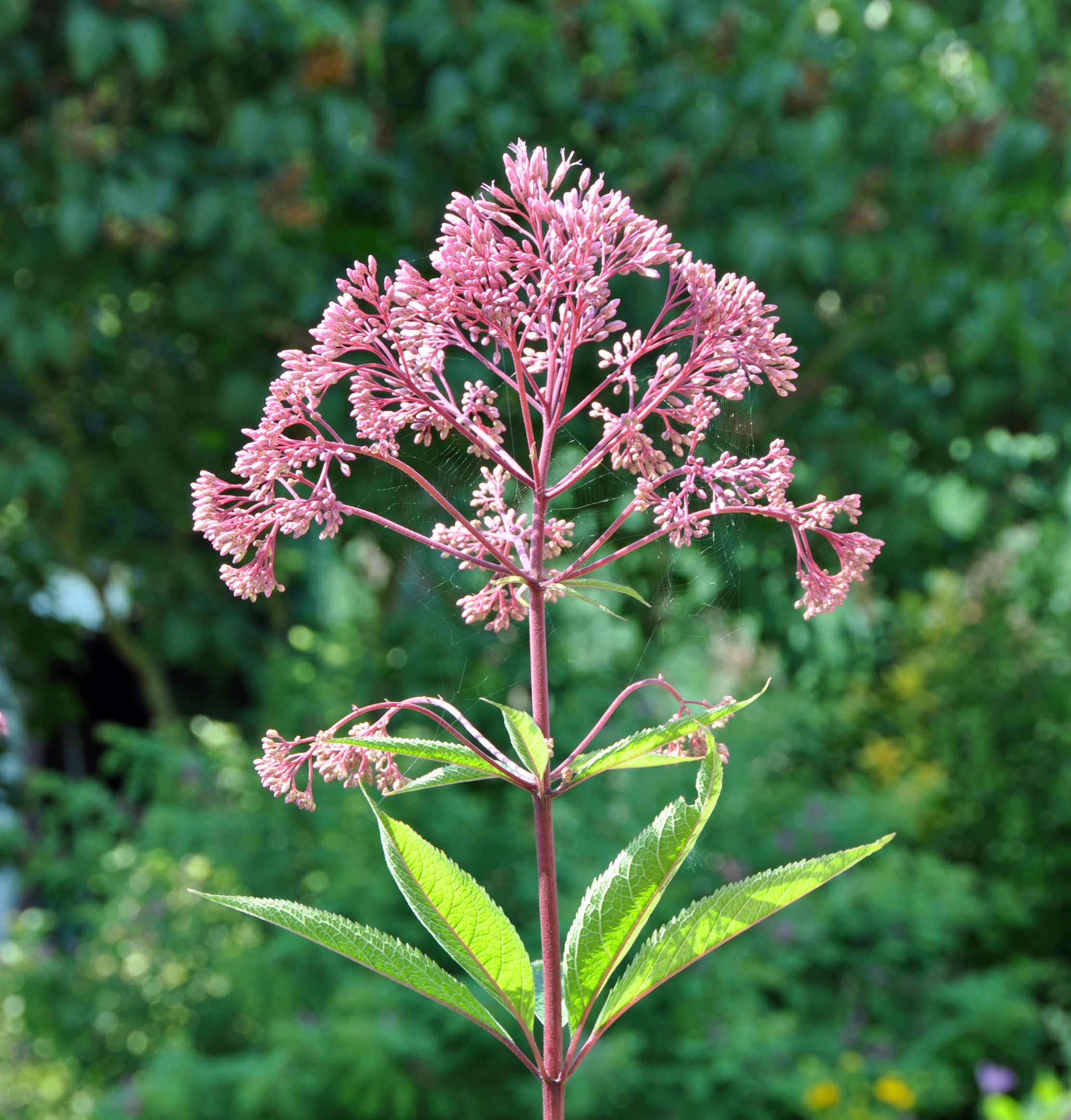 Spotted Joe-Pye-Weed (Eupatorium maculatum) tall plants with large pink-purple flower clusters blooming in a wet meadow