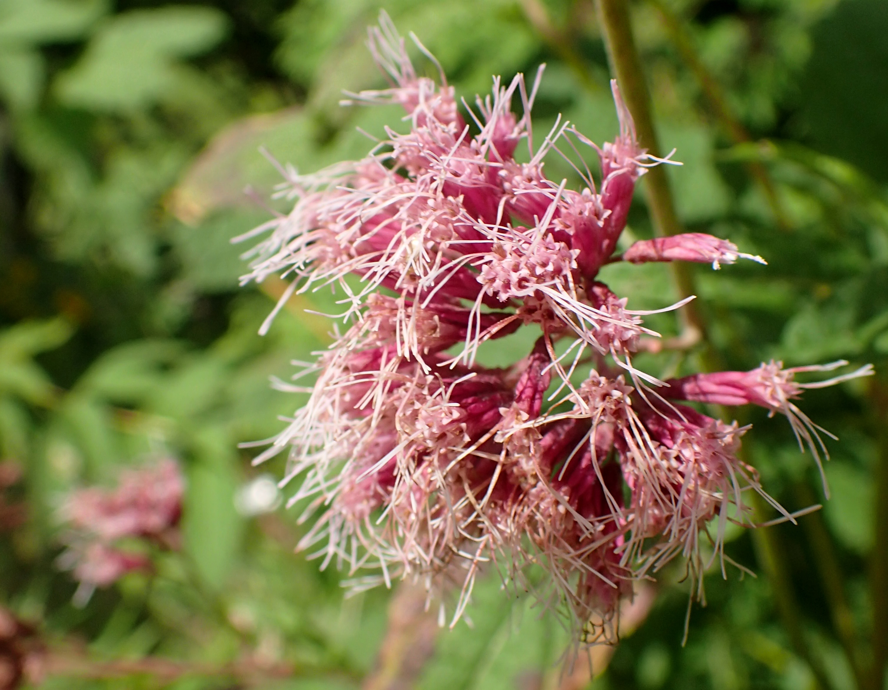 Spotted Joe-Pye-Weed (Eupatorium maculatum) flower cluster close-up showing mauve-pink florets and purple-spotted stems