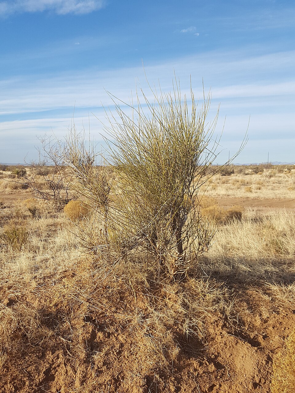 Joint Fir (Ephedra trifurca) - PlantNative.org Joint Fir (Ephedra trifurca) detail