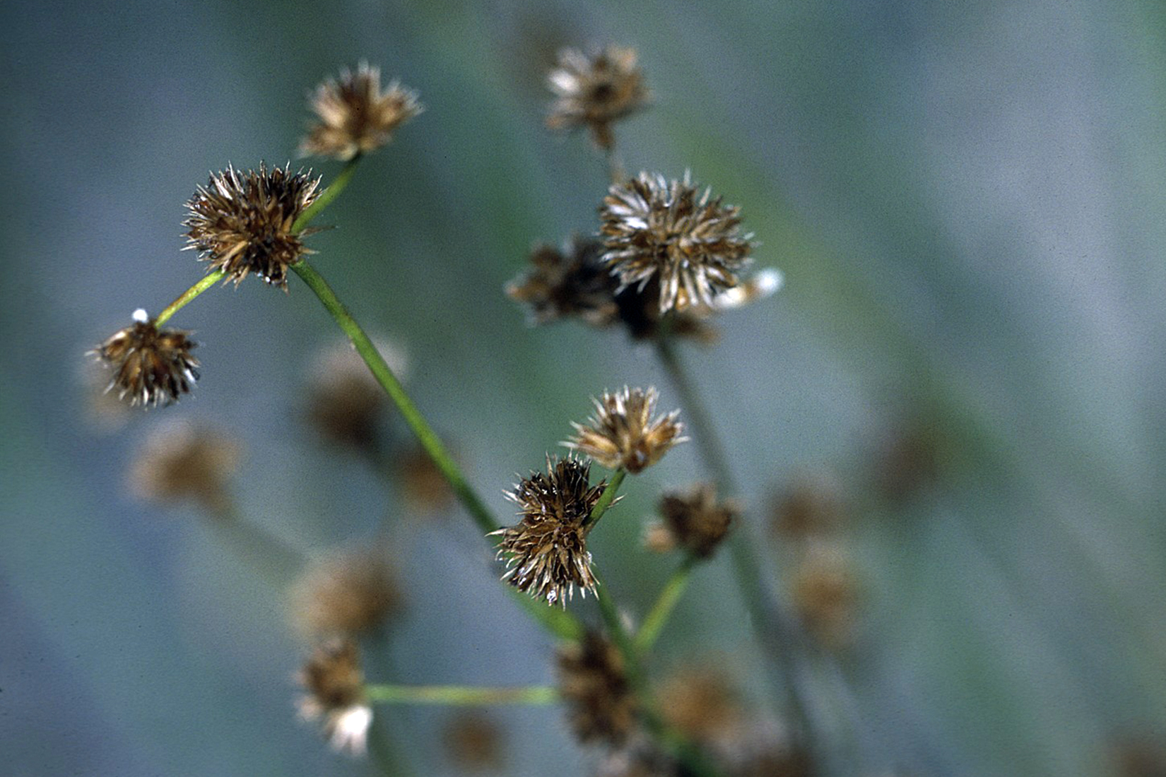 Canada Rush (Juncus canadensis) - PlantNative.org Canada Rush (Juncus canadensis) showing dense clump of green stems and seed heads in wetland