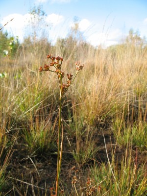 Canada Rush (Juncus canadensis) - PlantNative.org Canada Rush (Juncus canadensis) inflorescence showing compact brown seed clusters