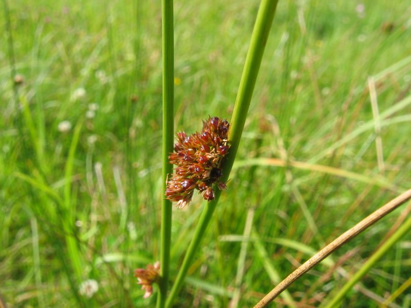 Soft Rush (Juncus effusus) showing dense clump of smooth cylindrical green stems in wetland