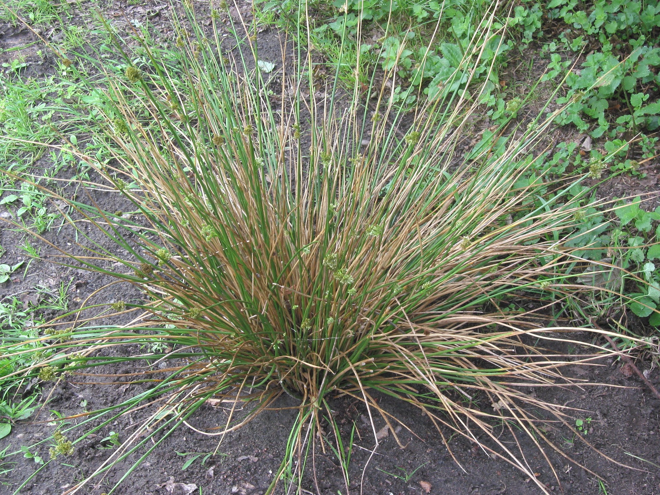 Soft Rush (Juncus effusus) stems in dense clump showing texture and growth habit