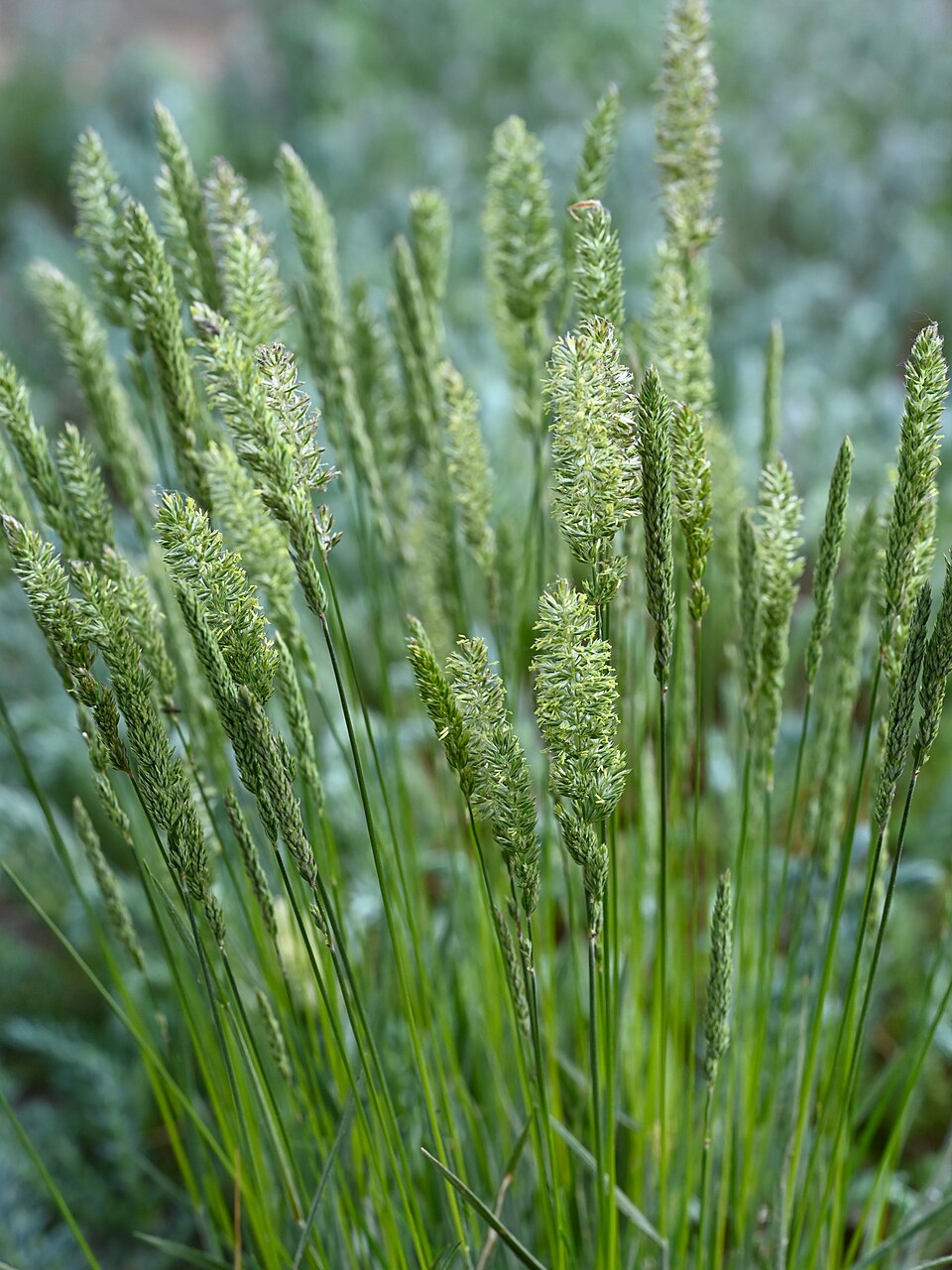 June Grass (Koeleria macrantha) - PlantNative.org June Grass (Koeleria macrantha) close-up showing the fine-textured bunchgrass foliage and fuzzy flower spikes