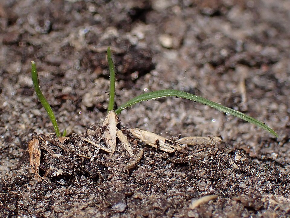 June Grass (Koeleria macrantha) showing the delicate flowering heads and fine-textured foliage typical of this native prairie grass