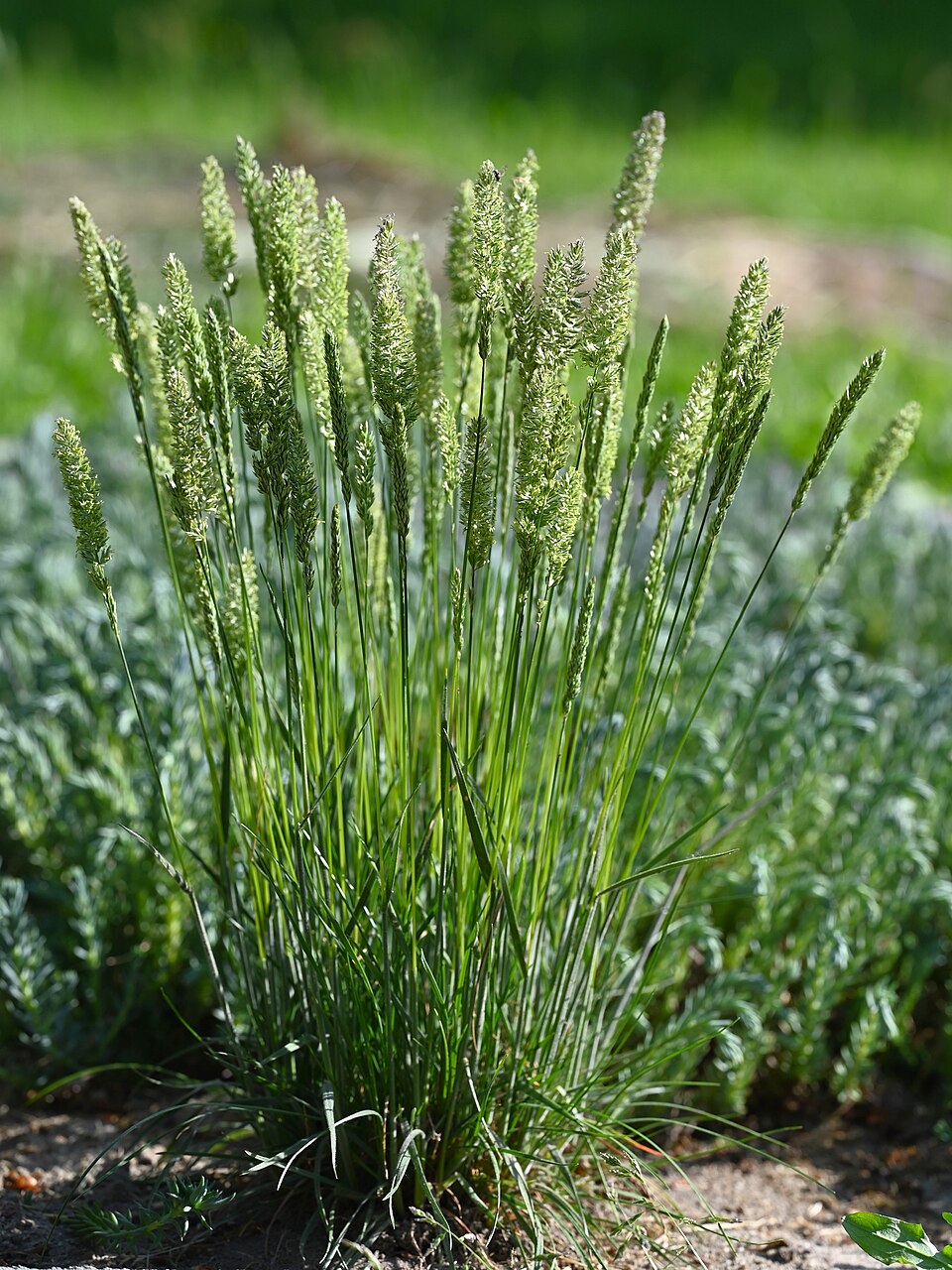 June Grass (Koeleria macrantha) growing in its native prairie habitat alongside other native grasses and wildflowers