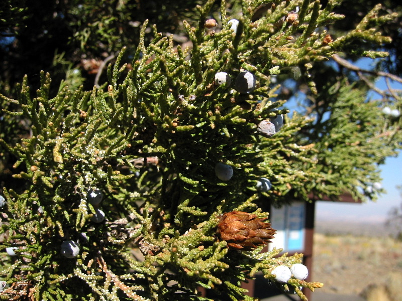 Western Juniper (Juniperus occidentalis) ancient specimen with twisted trunk and gnarled crown