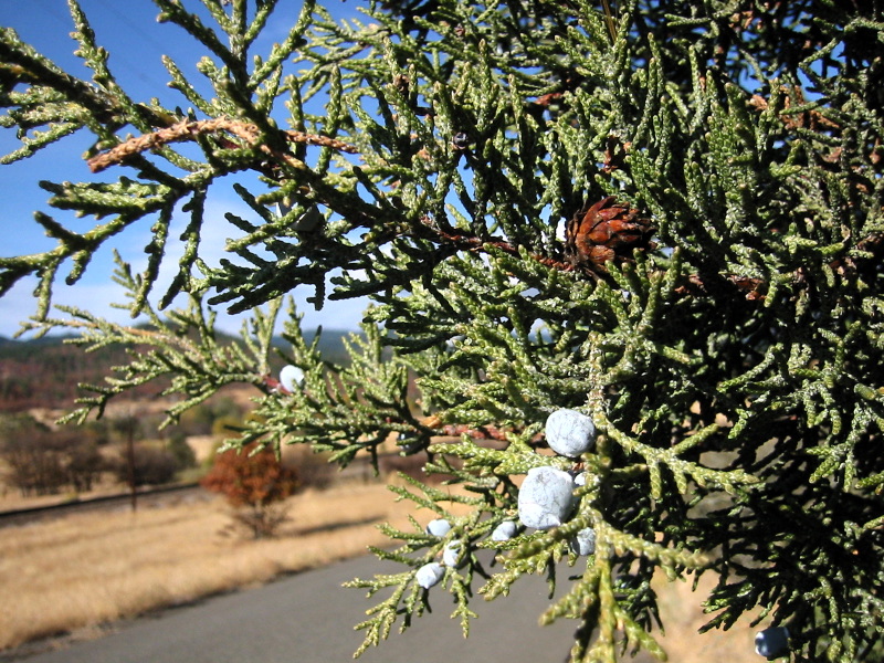 Western Juniper (Juniperus occidentalis) close-up of berries and scale-like foliage